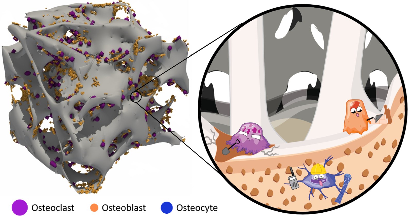 cropped-Biopsy_remodeling.png